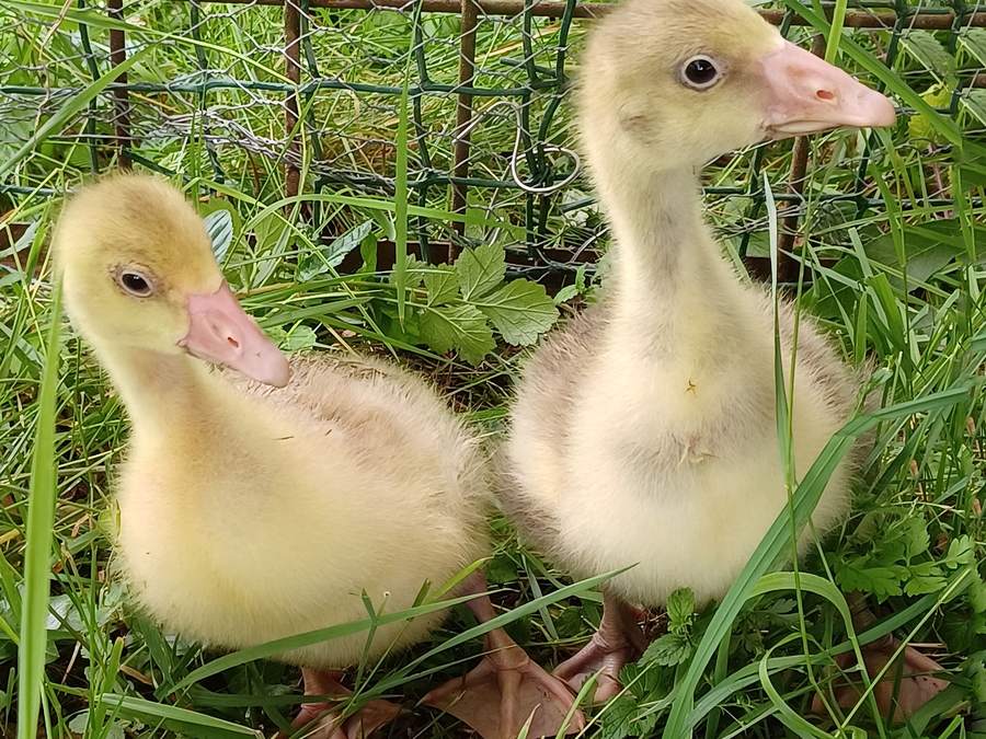 Deux oisons dans l’herbe