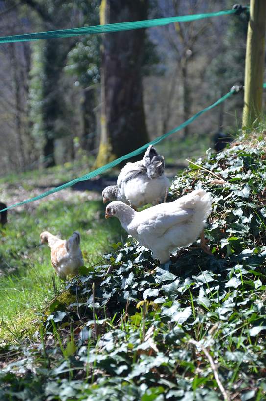Les poules en liberté dans le sous-bois
