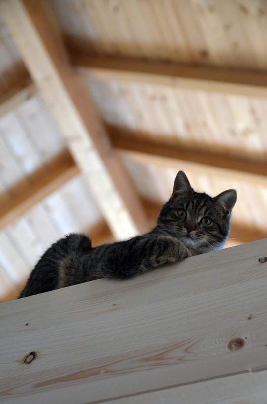 Le chat de la maison, installé sur une poutre